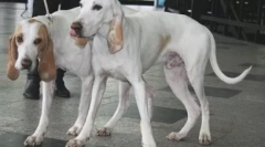 Dambo psi: 8 pasmina sa velikim ušima